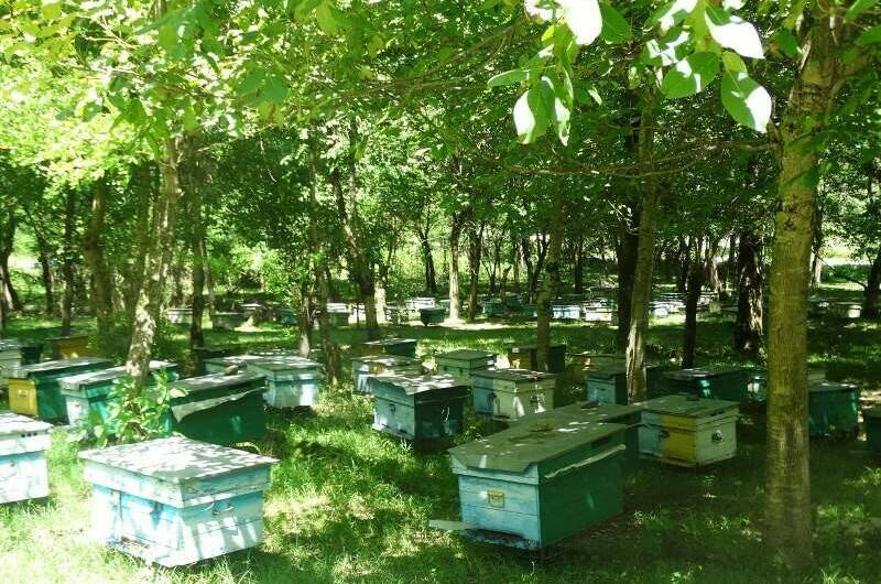 Изображение Изображение гостиницы &quot;Гостевой дом «У Азы»&quot; #7 #5