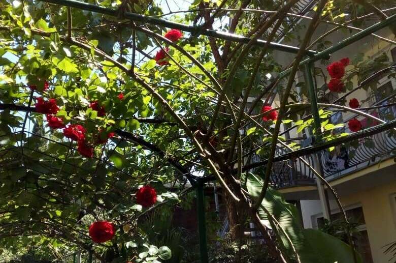 Изображение Изображение гостиницы &quot;Гостевой дом «Азалия»&quot; #5 #3