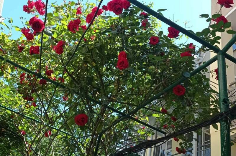 Изображение Изображение гостиницы &quot;Гостевой дом «Азалия»&quot; #6 #4