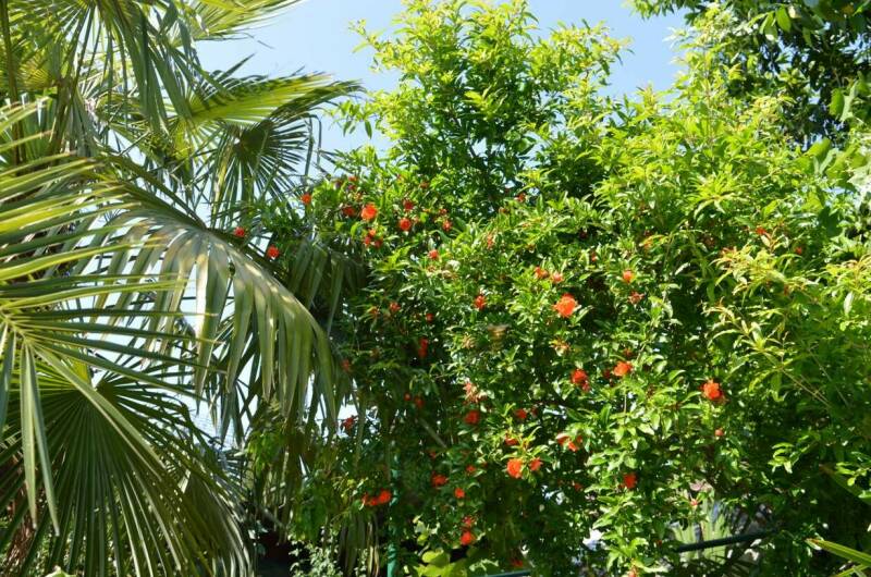 Изображение Изображение гостиницы &quot;Гостевой дом «Азалия»&quot; #7 #5