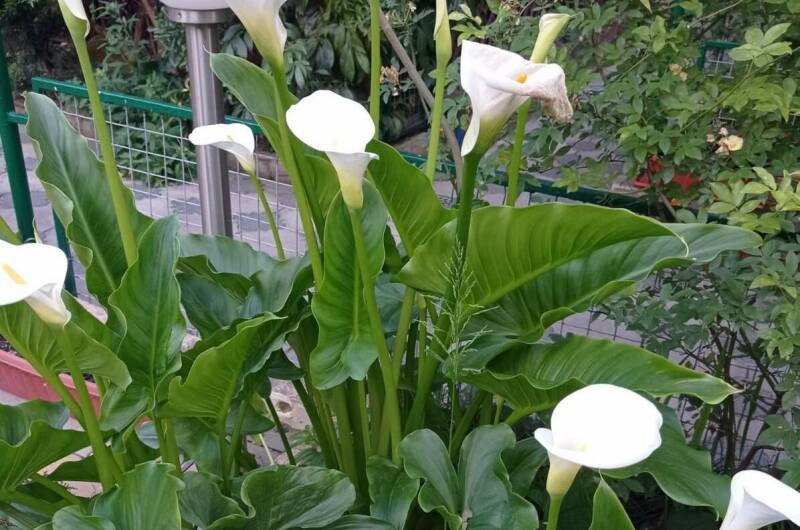 Изображение Изображение гостиницы &quot;Гостевой дом «Азалия»&quot; #8 #6