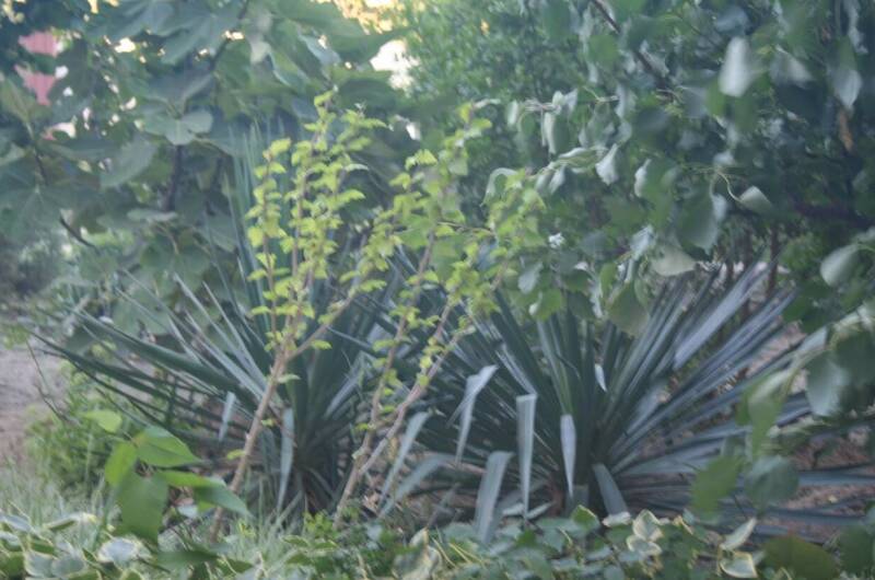 Изображение Изображение гостиницы &quot;Гостевой дом «Крымские каникулы»&quot; #5 #3