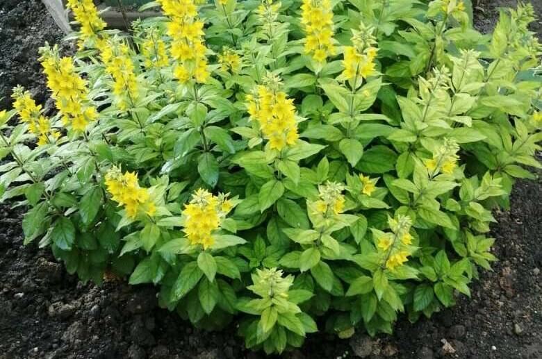 Изображение Изображение гостиницы &quot;Гостевой дом «У Татьяны»&quot; #11 #9