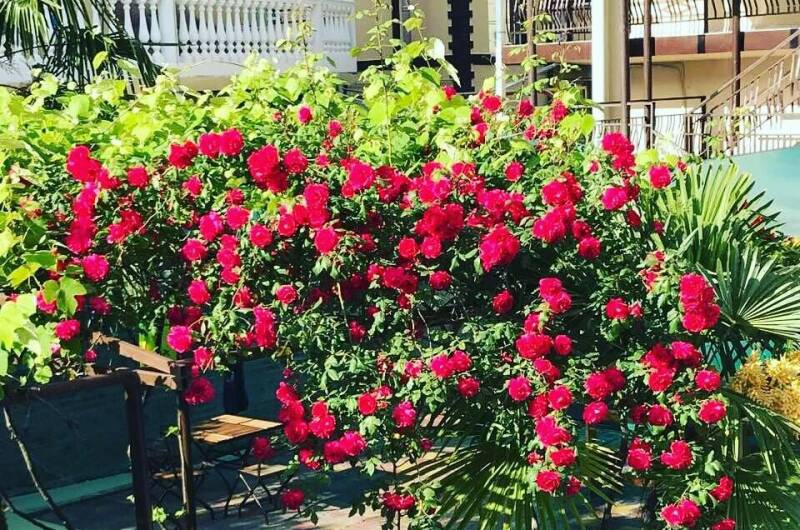 Изображение Изображение гостиницы &quot;Гостевой дом «Самшит»&quot; #8 #6