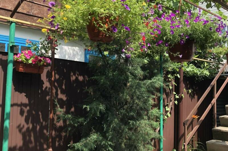 Изображение Изображение гостиницы &quot;Гостевой дом «Адениум»&quot; #4 #2