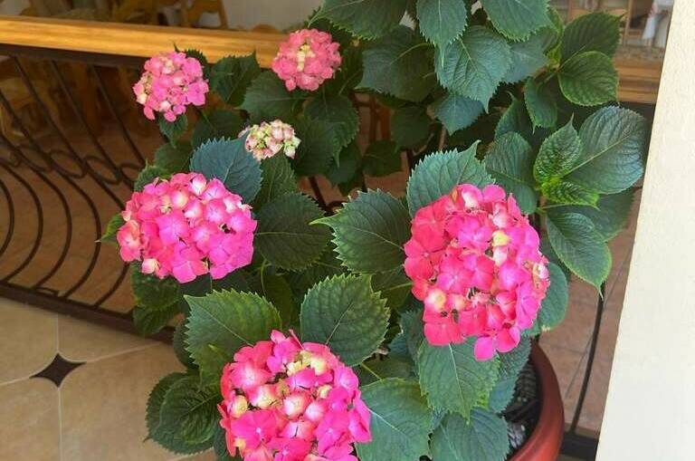 Изображение Изображение гостиницы &quot;Гостевой дом «Адениум»&quot; #11 #9