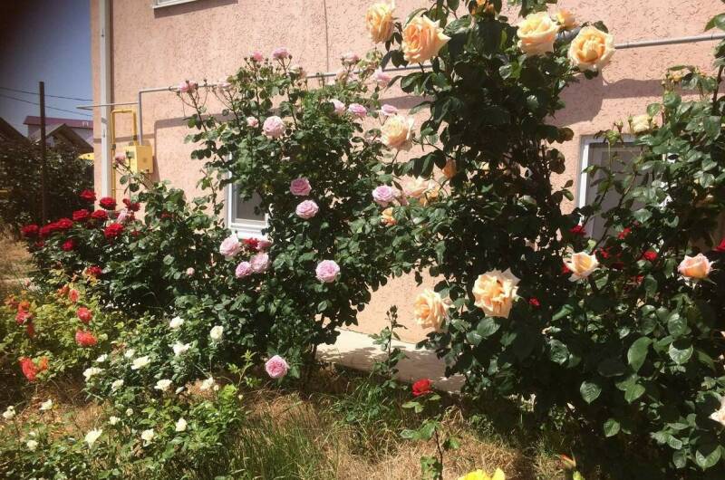 Изображение Изображение гостиницы &quot;Гостевой дом «Цветок Граната»&quot; #8 #6