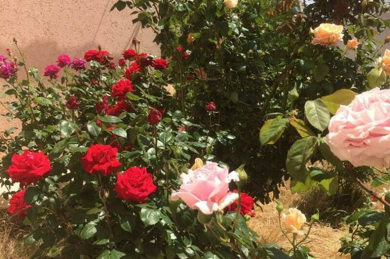 Изображение Изображение гостиницы &quot;Гостевой дом «Цветок Граната»&quot; #9 #7