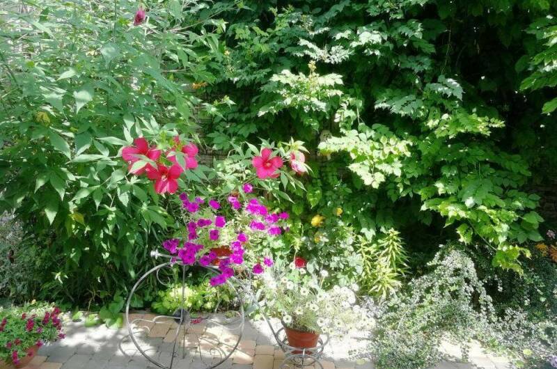 Изображение Изображение гостиницы &quot;Частный сектор «Лидия»&quot; #9 #7