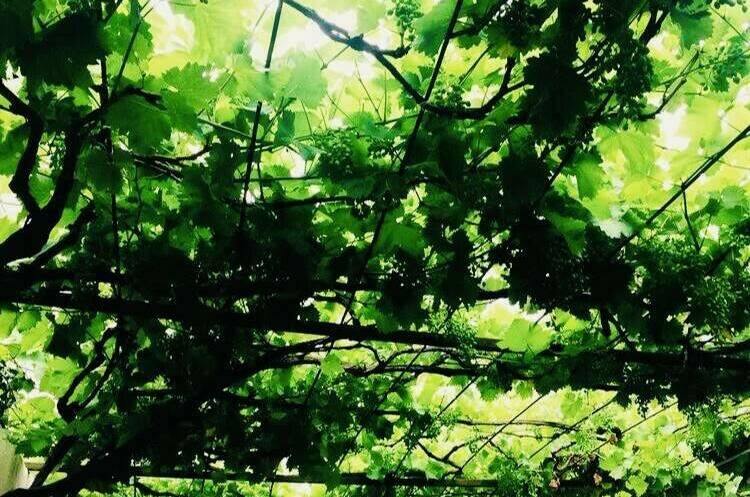 Изображение Изображение гостиницы &quot;Гостевой дом «Лиана»&quot; #3 #1