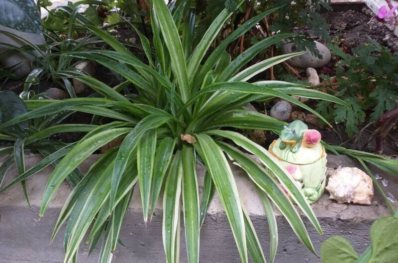 Изображение Изображение гостиницы &quot;Гостевой дом «Marina Garden»&quot; #4 #2