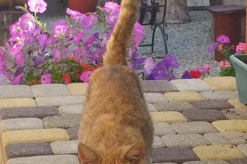 Изображение Изображение гостиницы &quot;Гостевой дом «Marina Garden»&quot; #6 #4