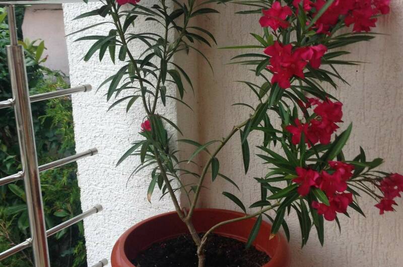 Изображение Изображение гостиницы &quot;Гостевой дом «Морская жемчужина»&quot; #4 #2