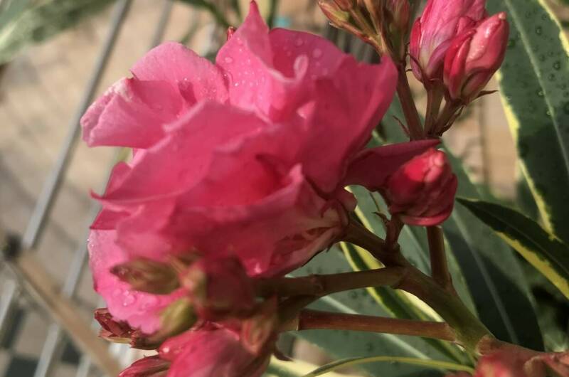 Изображение Изображение гостиницы &quot;Гостевой дом «Морская жемчужина»&quot; #11 #9