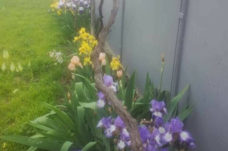 Изображение Изображение гостиницы &quot;Гостевой дом «Мандариновый рай»&quot; #8 #6