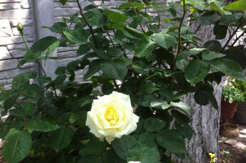 Изображение Изображение гостиницы &quot;Гостевой дом «Лоза»&quot; #5 #3