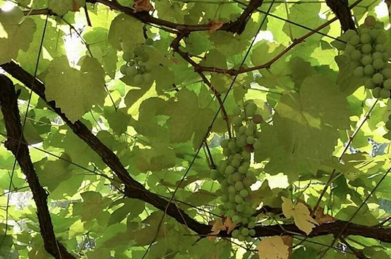 Изображение Изображение гостиницы &quot;Частный сектор «У Михаила»&quot; #8 #6