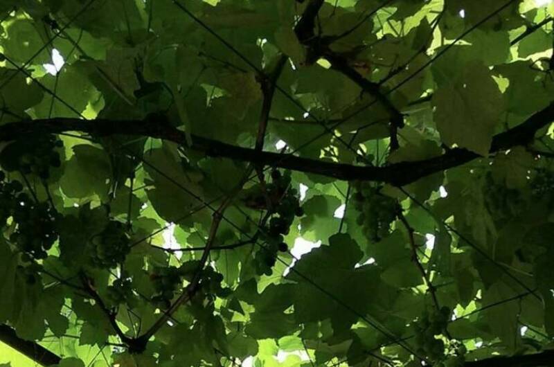 Изображение Изображение гостиницы &quot;Частный сектор «У Михаила»&quot; #10 #8