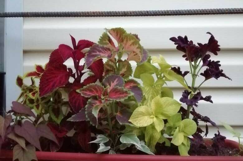 Изображение Изображение гостиницы &quot;Гостевой дом «у Дины»&quot; #3 #1