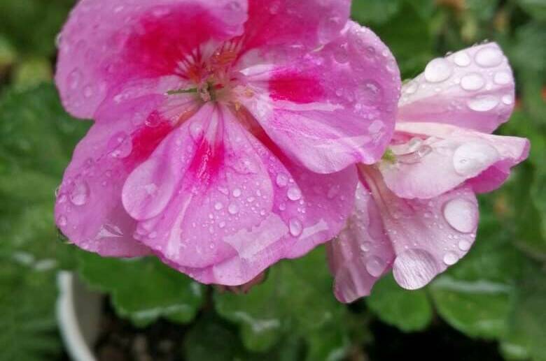 Изображение Изображение гостиницы &quot;Гостевой дом «у Дины»&quot; #11 #9