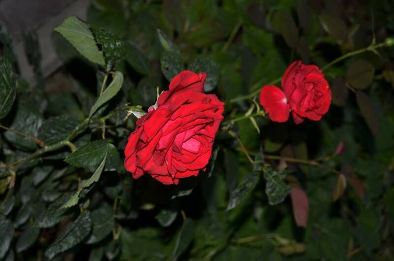 Изображение Изображение гостиницы &quot;Гостевой дом «Юджин»&quot; #4 #2