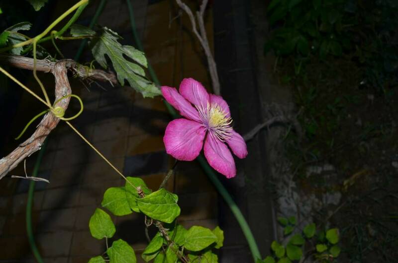 Изображение Изображение гостиницы &quot;Гостевой дом «Юджин»&quot; #5 #3