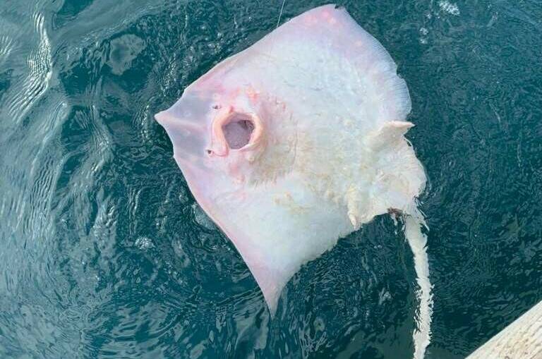 Изображение Изображение гостиницы &quot;Эллинг «Яхт-клуб Кайрос»&quot; #5 #3