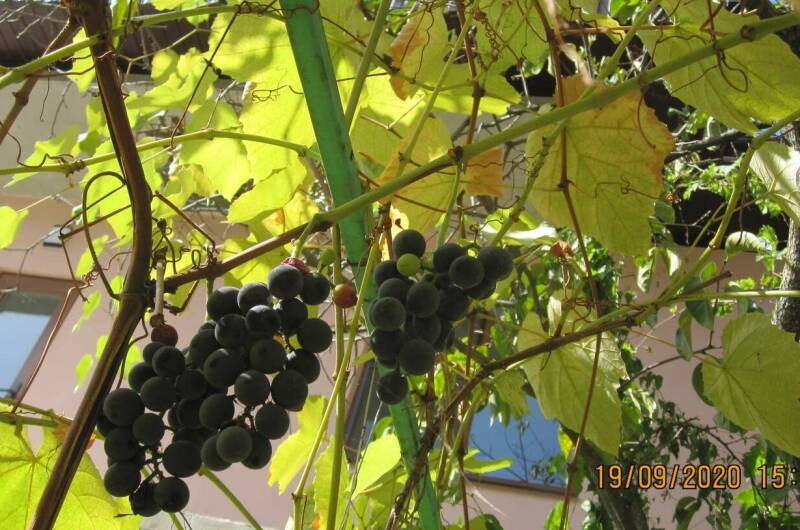 Изображение Изображение гостиницы &quot;Частный дом у моря&quot; #10 #8