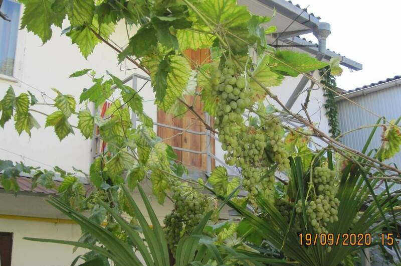 Изображение Изображение гостиницы &quot;Частный дом у моря&quot; #11 #9