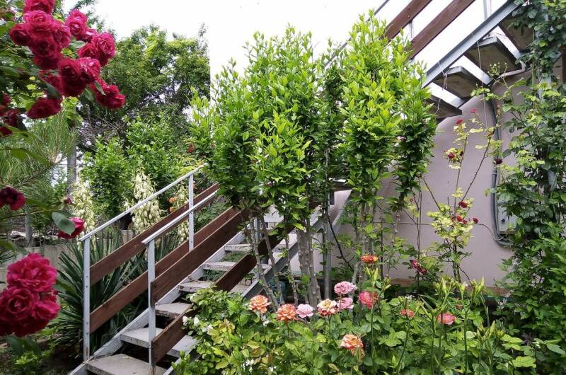 Изображение Изображение гостиницы &quot;Частный сектор «Цветочный рай»&quot; #7 #5