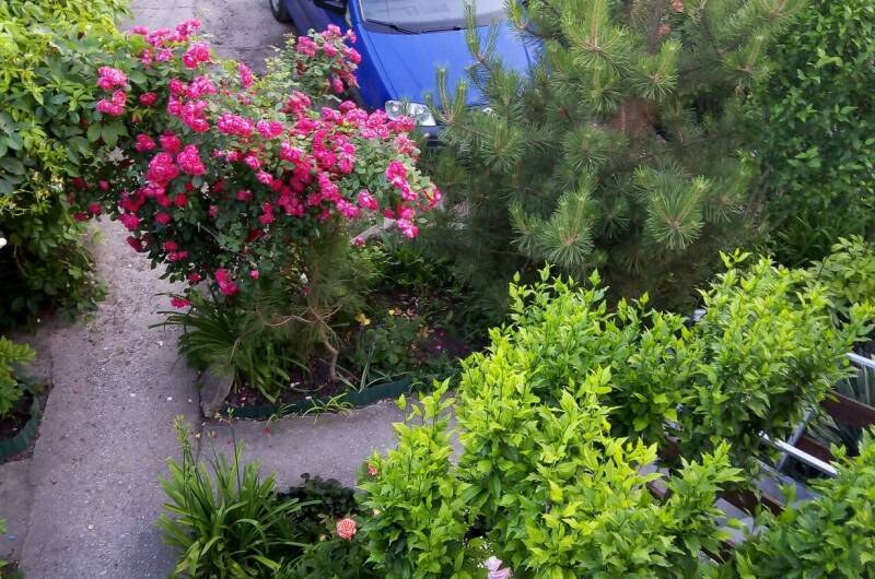 Изображение Изображение гостиницы &quot;Частный сектор «Цветочный рай»&quot; #10 #8