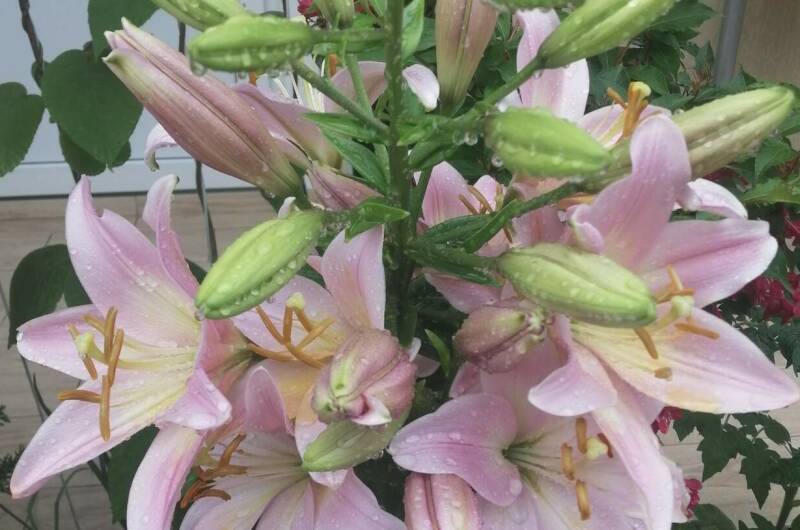 Изображение Изображение гостиницы &quot;Гостевой дом «Елена»&quot; #9 #7