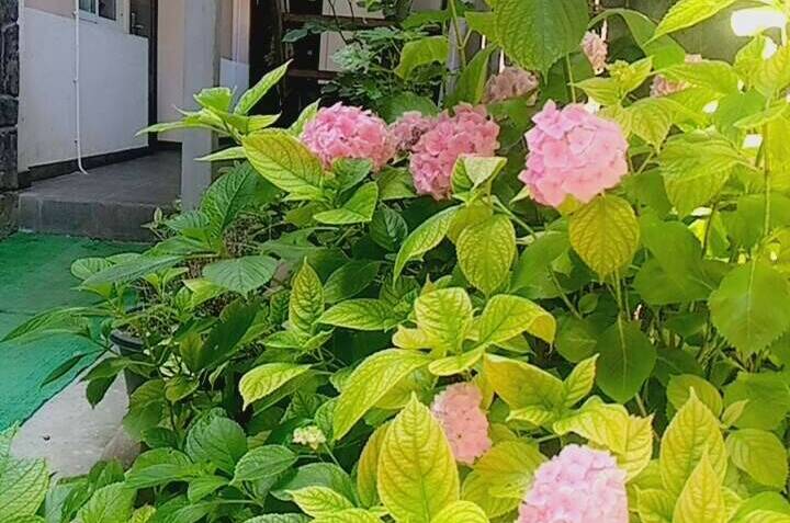 Изображение Изображение гостиницы &quot;Гостевой дом «У Ясны»&quot; #5 #3