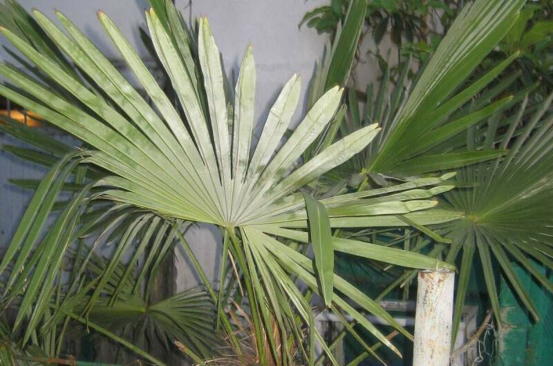 Изображение Изображение гостиницы &quot;Гостевой дом «Тихий уголок»&quot; #11 #9