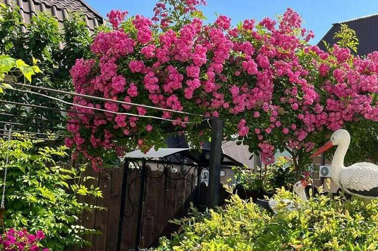 Изображение Изображение гостиницы &quot;Частный сектор «У Натальи»&quot; #9 #7