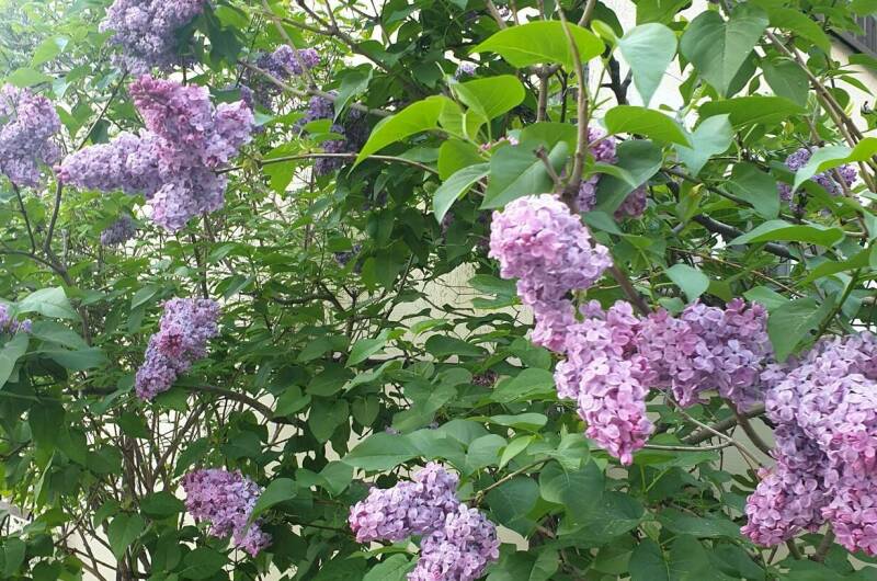 Изображение Изображение гостиницы &quot;Гостевой дом «Надежда»&quot; #7 #5