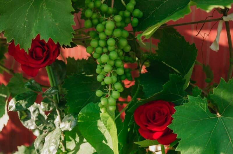 Изображение Изображение гостиницы &quot;Гостевой дом «Азовский бархат»&quot; #3 #1