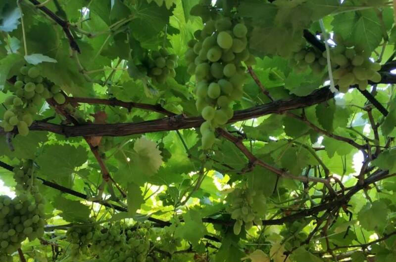 Изображение Изображение гостиницы &quot;Гостевой дом «Светлана»&quot; #8 #6