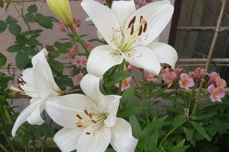 Изображение Изображение гостиницы &quot;Гостевой дом «Кристина»&quot; #10 #8