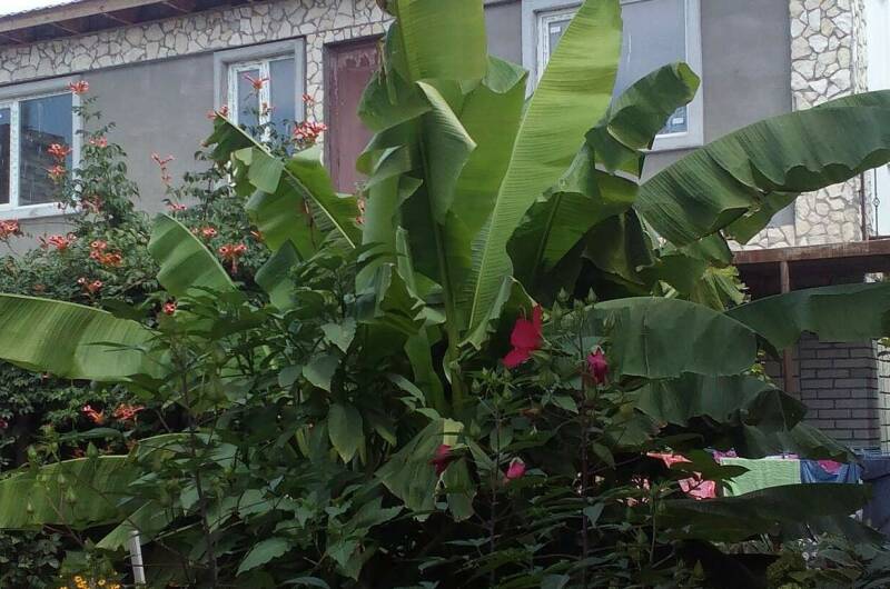 Изображение Изображение гостиницы &quot;Гостевой дом на Головина 29&quot; #4 #2