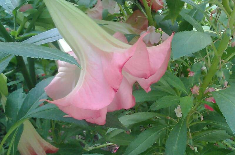 Изображение Изображение гостиницы &quot;Гостевой дом на Головина 29&quot; #8 #6