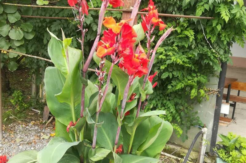 Изображение Изображение гостиницы &quot;Частный сектор «У Сусанны»&quot; #3 #1