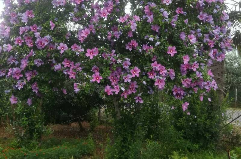 Изображение Изображение гостиницы &quot;Частный сектор «У Сусанны»&quot; #7 #5