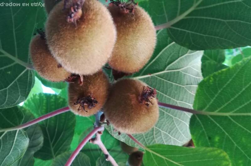 Изображение Изображение гостиницы &quot;Частный сектор «У Сусанны»&quot; #10 #8