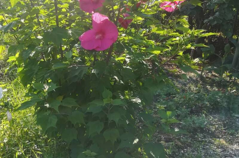 Изображение Изображение гостиницы &quot;Частный сектор «У Сусанны»&quot; #11 #9