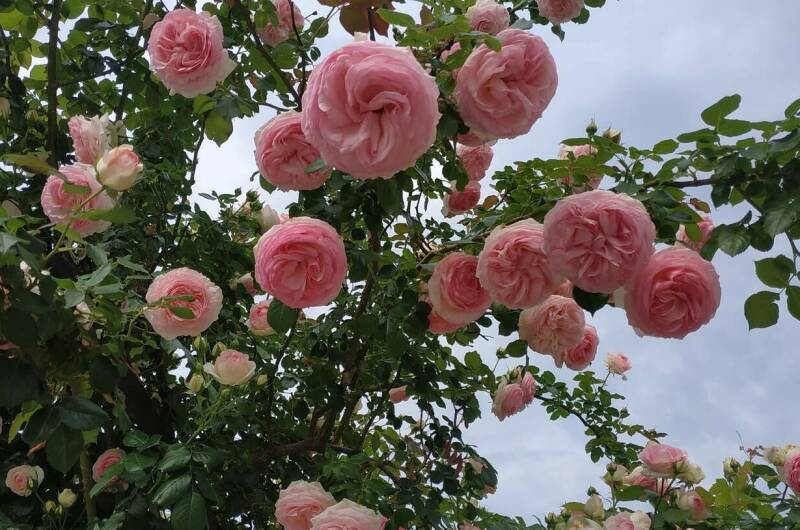 Изображение Изображение гостиницы &quot;Мини-гостиница «Лето Club»&quot; #3 #1