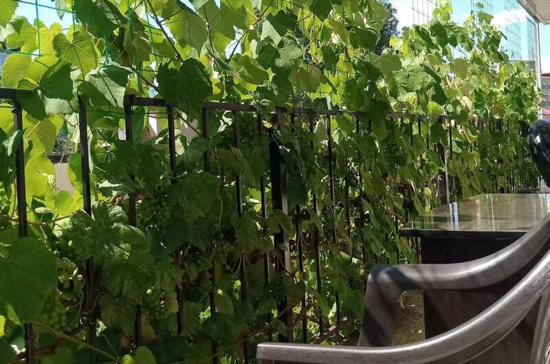 Изображение Изображение гостиницы &quot;Гостевой дом «Виктория»&quot; #7 #5