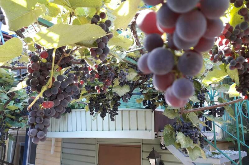 Изображение Изображение гостиницы &quot;Частный дом «Алина»&quot; #11 #9