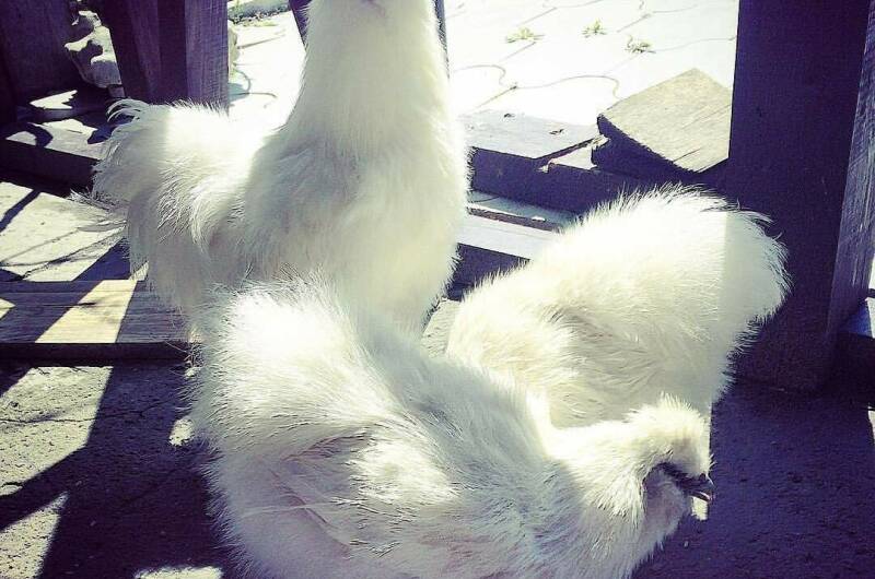 Изображение Изображение гостиницы &quot;Парк-отель «Вилла Роз»&quot; #11 #9