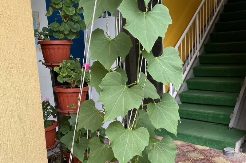 Изображение Изображение гостиницы &quot;Гостевой дом «Жемчужина»&quot; #11 #9